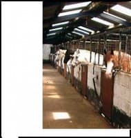 Godley Stud Tameside