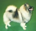 Keeshond