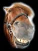 Bold Heath Equestrian Centre, Cheshire