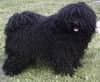 Hungarian Puli