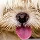 Champion Dog Boarding Boarding Kennels, Aylesbury
