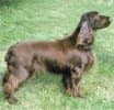 Field Spaniel