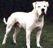American Bulldog