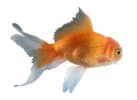 Goldfish