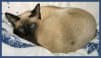 Siamese