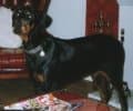 Doberman