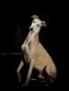 Greyhound
