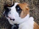 Saint Bernard