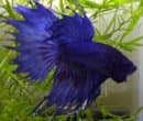 Betta Siamese Fighting Fish
