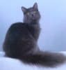 Nebelung