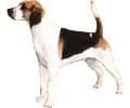 English Foxhound