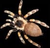 Tarantulas
