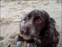 Cocker Spaniel