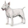 Bull Terrier