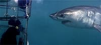 Sharkbookings, www.sharkbookings.com