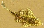 Plectostomus Catfish