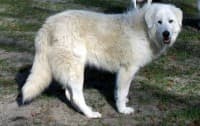 Maremma Sheepdog