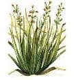 Citronella Essential Oil