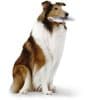 Shetland Sheepdog (Sheltie)