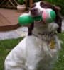 English Springer Spaniel