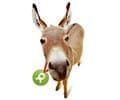 Oxfam Unwrapped – Buy a Donkey